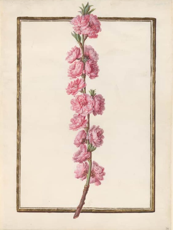 Madeleine Françoise Basseporte Zweig mit gefüllten rosa Pfirsichblüten Kunstkopie, Pflanzenstudie auf Pergament um 1750
