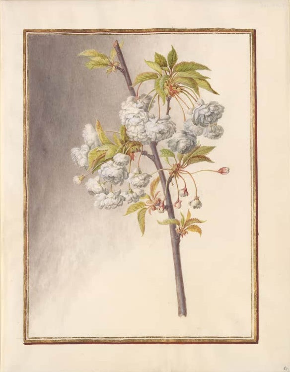 Madeleine Françoise Basseporte Zweig mit gefüllten weißen Kirschblüten Kunstkopie, Aquarell auf Pergament