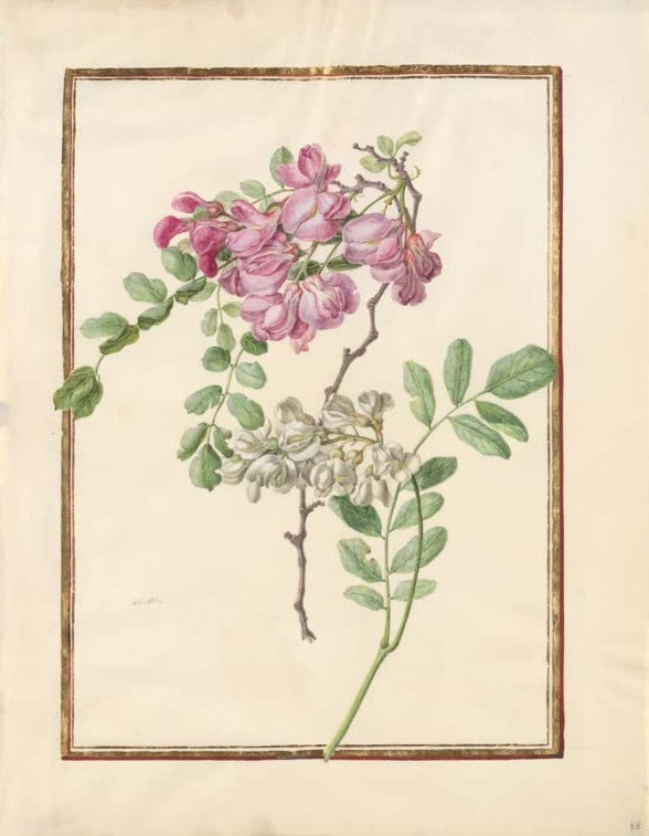 Madeleine Françoise Basseporte Zweige mit rosa und weißen Schmetterlingsblüten Kunstkopie