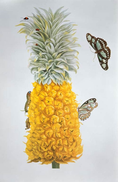 Maria Sibylla Merian Ananas mit Faltern Kunstkopie, goldgelbe Frucht mit Raupe, Käfern und Schmetterlingen vor grauem Grund