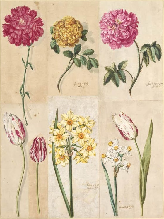 Maria Sibylla Merian Blumenstudien mit Nelke, Rosen, Tulpen und Narzissen Kunstkopie, mehrere Blüten auf montiertem Blatt
