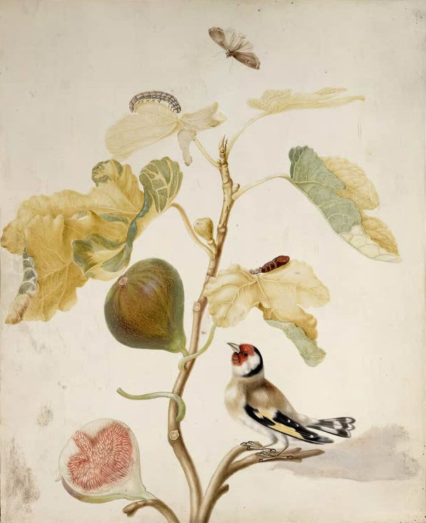 Maria Sibylla Merian Feigenzweig mit Stieglitz, Raupe und Eulenfalter Kunstkopie, Feigen, Vogel und Insekten auf Pergament