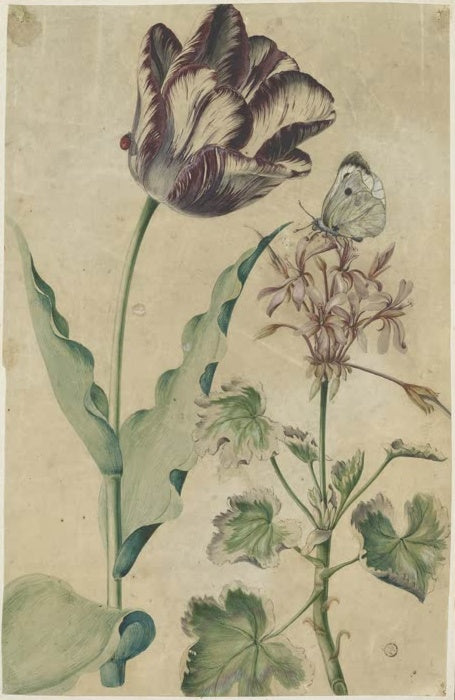 Maria Sibylla Merian Gartentulpe mit Marienkäfer und Geranie mit Kohlweißling Kunstkopie, Pflanzenstudie