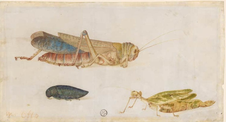 Maria Sibylla Merian Heuschrecke, Laufendes Blatt und Käfer Kunstkopie, drei Insekten auf hellem Pergament