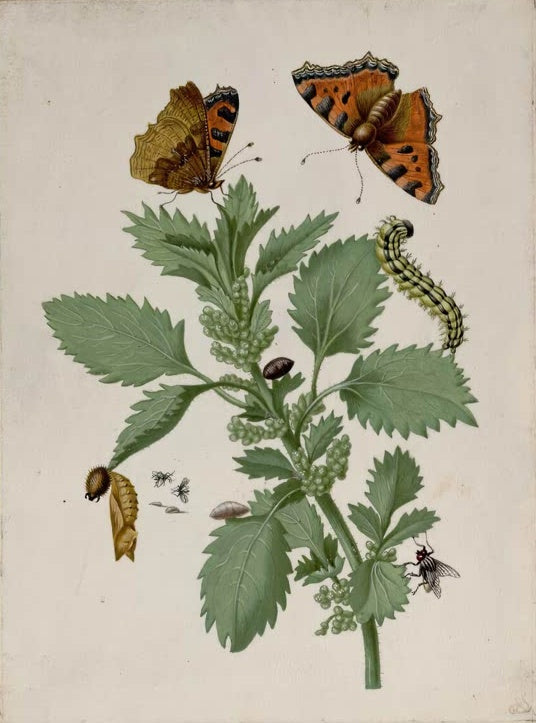 Maria Sibylla Merian Kleiner Fuchs mit Raupe, Puppe und Fliegen auf Brennnessel Kunstkopie, orangefarbene Falter