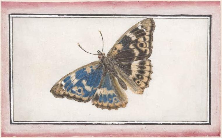 Maria Sibylla Merian Kleiner Schillerfalter (Apatura ilia) Kunstkopie, Falter mit blauen und ockerfarbenen Flügeln
