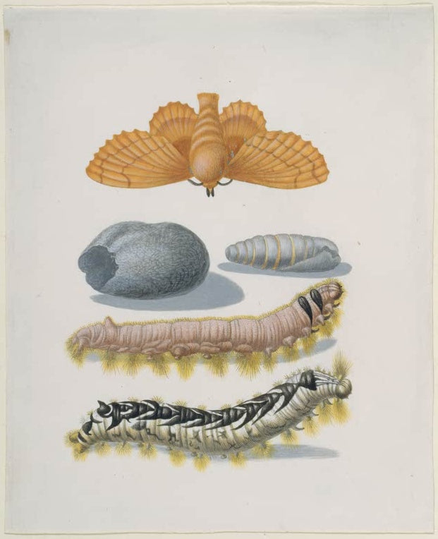 Maria Sibylla Merian Kupferglucke mit Raupen und Kokon Kunstkopie, oranger Falter, grauer Kokon und zwei behaarte Raupen