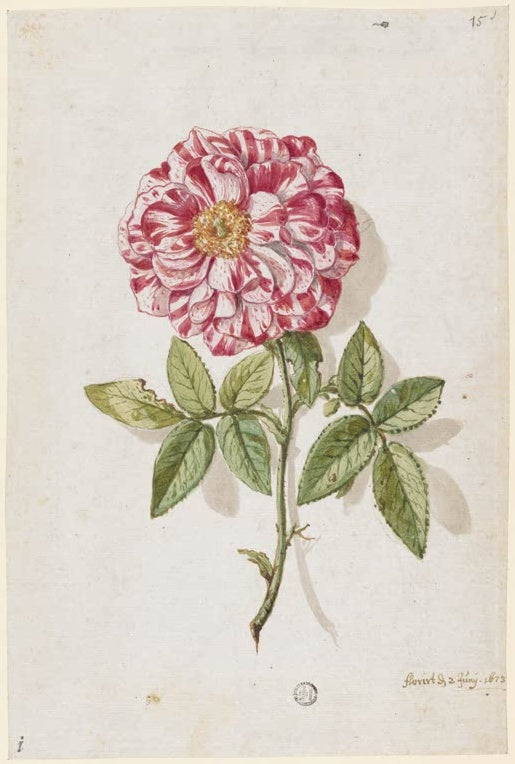 Maria Sibylla Merian Rose mit rot-weiß gesprenkelten Blütenblättern Kunstkopie, gefüllte Blüte mit grünen Blättern