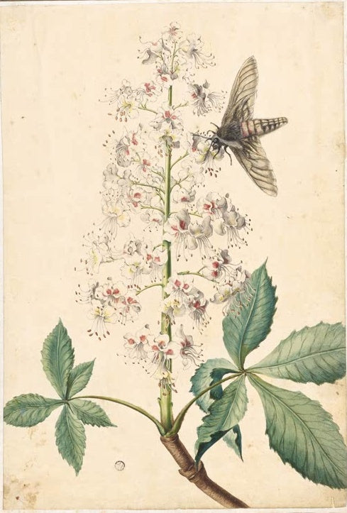 Maria Sibylla Merian Rosskastanienblüte mit Nachtfalter Kunstkopie, weiße Blütenkerze mit Falter und gefingerten Blättern