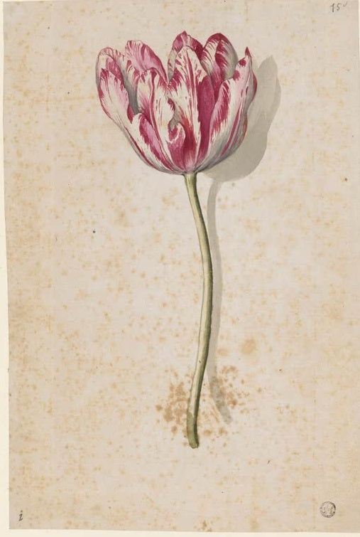 Maria Sibylla Merian Rot-weiß gesprenkelte Tulpe Kunstkopie, Einzelblüte mit grünem Stiel auf getöntem Papier
