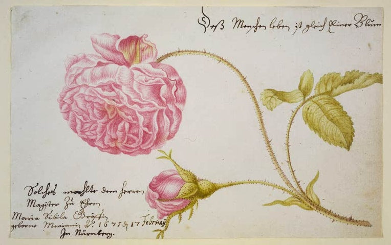 Maria Sibylla Merian Stammbuchblatt mit Rose Kunstkopie, rosa Blüte und Knospe mit handschriftlicher Widmung