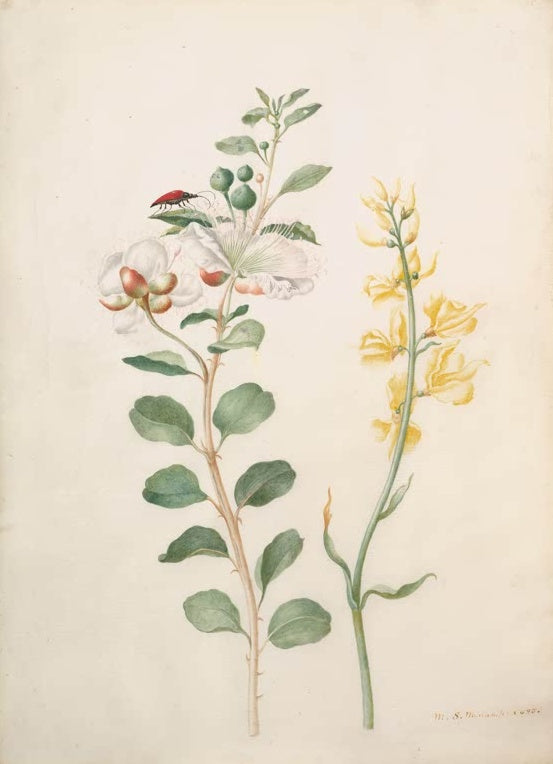 Maria Sibylla Merian Studie mit Kapern, Ginster und Käfer Kunstkopie, weiße Kapernblüte und gelber Ginster mit rotem Käfer