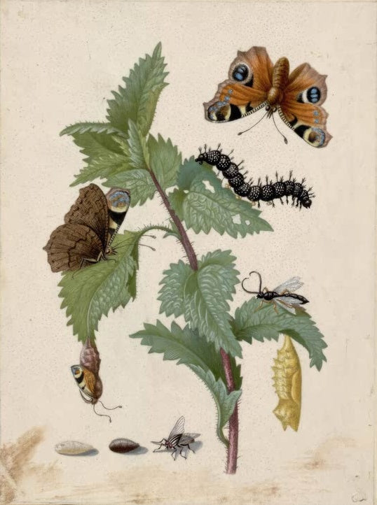 Maria Sibylla Merian Tagpfauenauge mit Raupe, Puppe, Fliege und Wespe auf Brennnessel Kunstkopie, Falter und Insekten