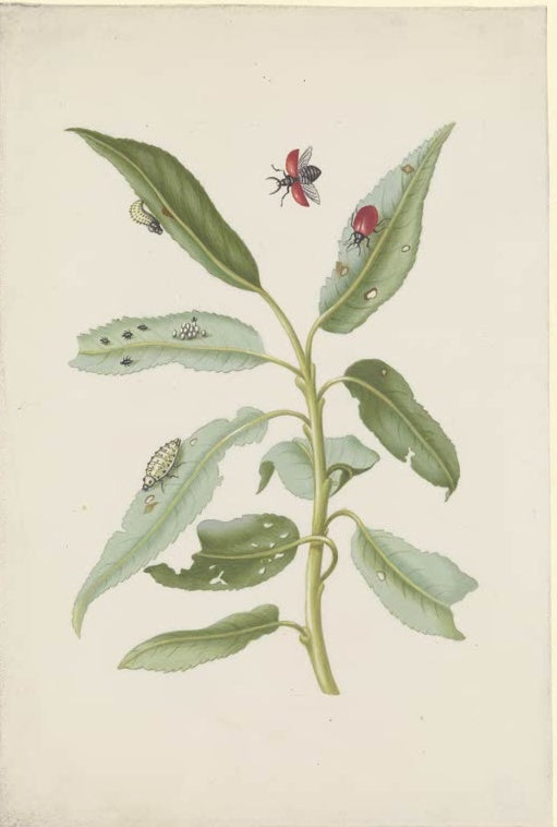 Maria Sibylla Merian Weidenblätter mit Pappelblattkäfern, Eiern und Larven Kunstkopie, grüner Zweig mit roten Käfern