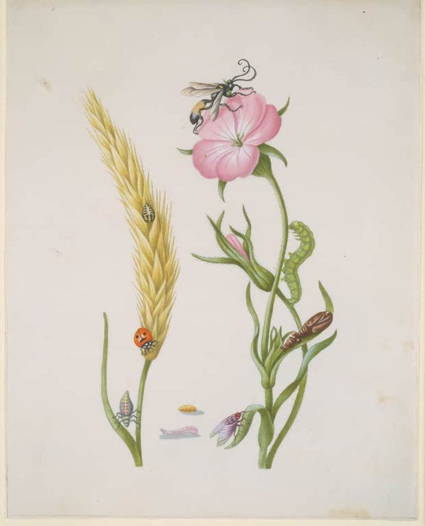 Maria Sibylla Merian Weizenähre und Kornrade mit Marienkäfer und Schmeißfliege Kunstkopie, rosa Blüte, gelbe Ähre