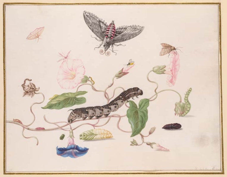 Maria Sibylla Merian Winde mit Windenschwärmer Kunstkopie, Raupe, Puppe und Falter an rosa Windenblüten