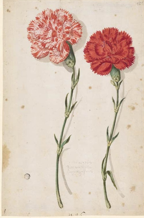 Maria Sibylla Merian Zwei Nelken, rot-weiß gesprenkelt und leuchtend rot Kunstkopie, zwei Blüten mit langen Stielen