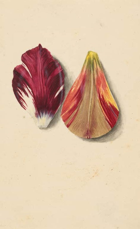 Maria Sibylla Merian Zwei Tulpenblütenblätter Kunstkopie, karminrotes und rot-gelb geflammtes Blütenblatt auf beigem Grund
