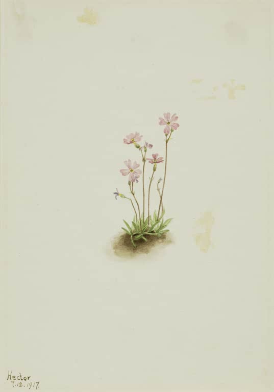Mary Vaux Walcott Alberta-Primel Kunstkopie, kleine Primel mit rosa Blüten auf einer Erdscholle