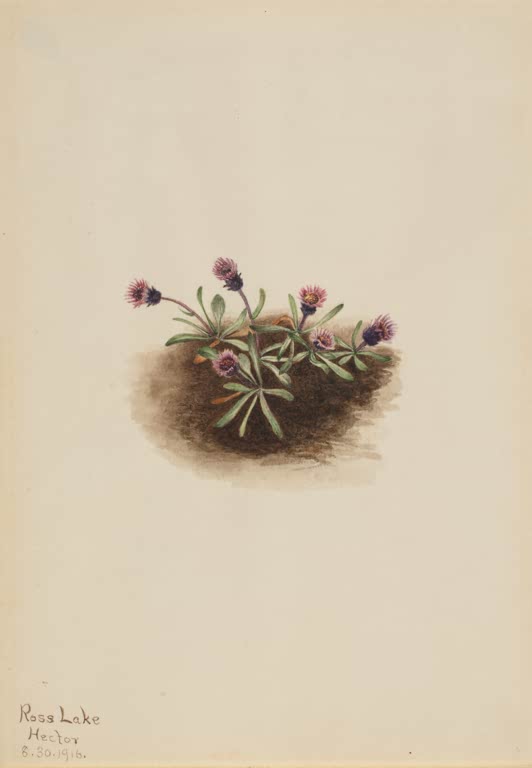 Mary Vaux Walcott Aleuten-Berufkraut, 1916 Kunstkopie, kleines Polster mit rosa-purpurfarbenen Blütenköpfchen