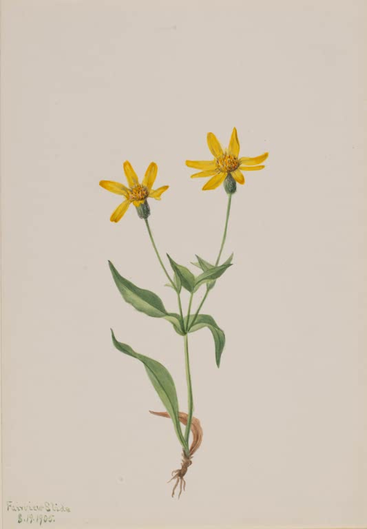Mary Vaux Walcott Alpen-Arnika Kunstkopie, zwei gelbe Arnikablüten mit grünen Blättern und sichtbarer Wurzel