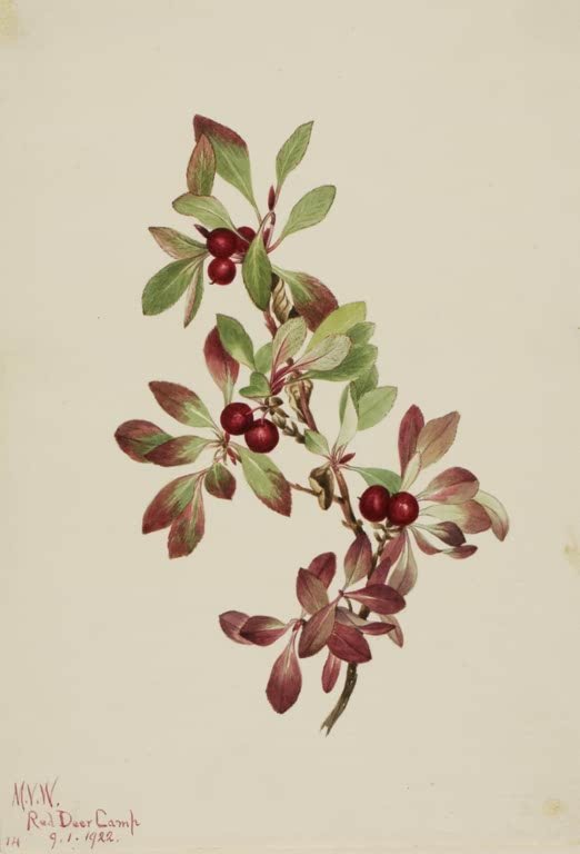 Mary Vaux Walcott Alpen-Bärentraube Kunstkopie, geschwungener Zweig mit roten Beeren und grün bis purpurn gefärbten Blättern
