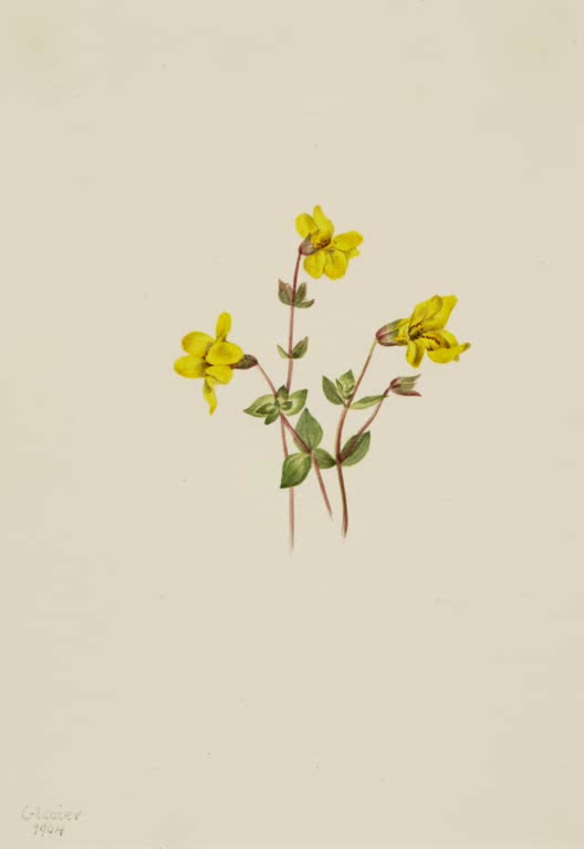 Mary Vaux Walcott Alpen-Gauklerblume Kunstkopie, kleine gelbe zweilippige Blüten an rotbraunen Stängeln