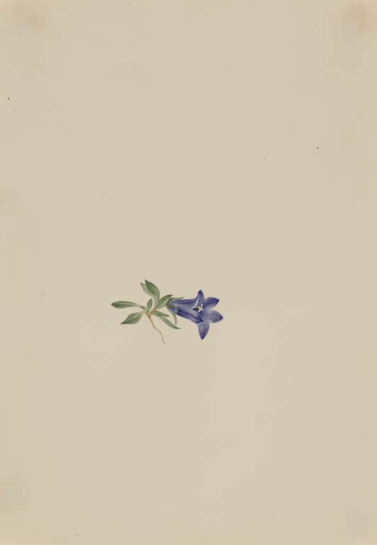 Mary Vaux Walcott Alpen-Glockenblume Kunstkopie, einzelne blaue Glockenblume mit grünen Blättern auf großem beigem Papier