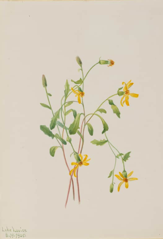 Mary Vaux Walcott Alpen-Greiskraut Kunstkopie, gelbe Blüten und grüne Blätter an schlanken rötlichen Stängeln