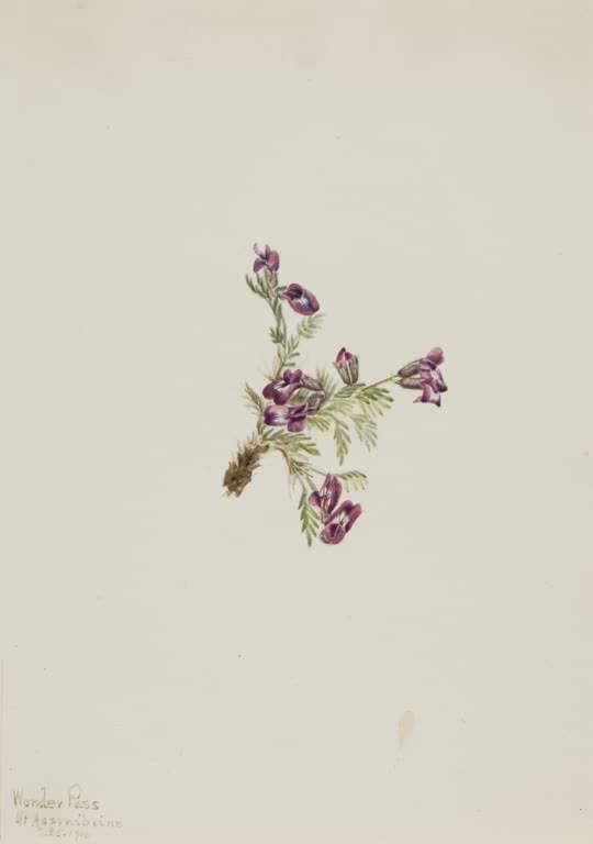 Mary Vaux Walcott Alpen-Spitzkiel Kunstkopie, kleiner Trieb mit purpurvioletten Blüten und gefiederten grünen Blättern