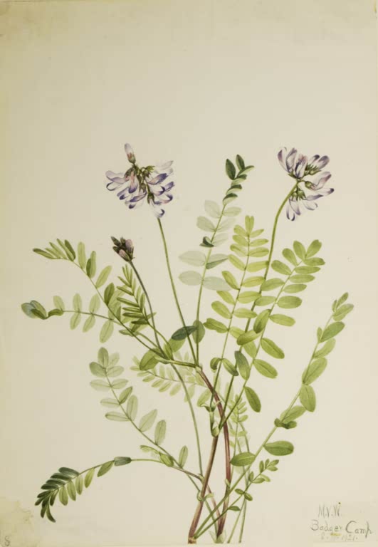 Mary Vaux Walcott Alpen-Tragant Kunstkopie, gefiederte grüne Blätter mit kleinen blassen Blüten mit violetten Rändern