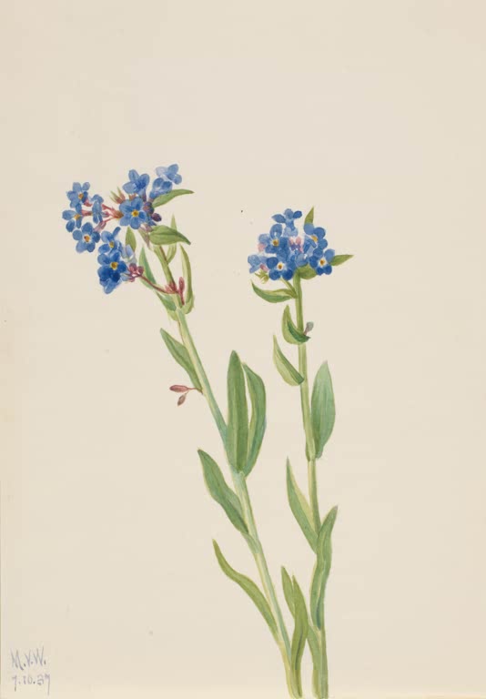 Mary Vaux Walcott Alpen-Vergissmeinnicht Kunstkopie, zwei Stängel mit leuchtend blauen Blütenbüscheln