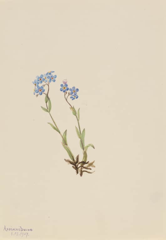Mary Vaux Walcott Alpen-Vergissmeinnicht Kunstkopie, kleine blaue Blüten mit gelbem Auge an dünnen Stängeln auf hellem Papier