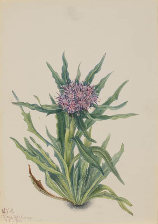 Mary Vaux Walcott Alpenscharte Kunstkopie, violetter Blütenkopf in einer Rosette langer grüner Blätter
