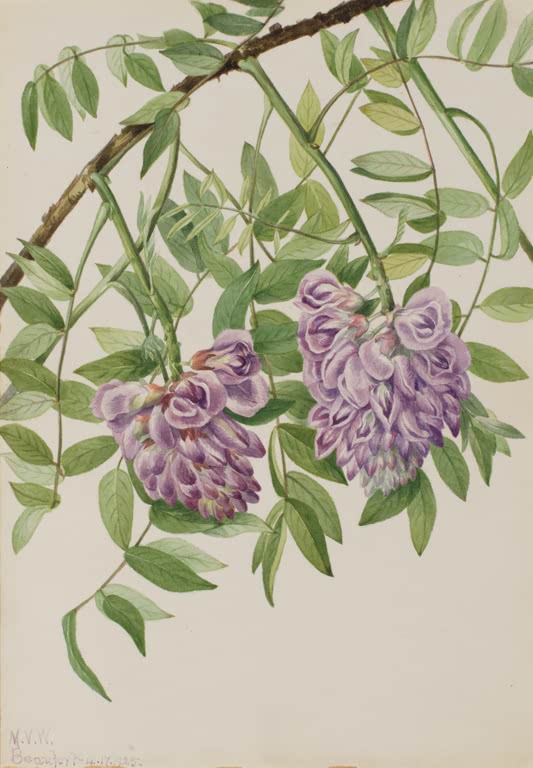 Mary Vaux Walcott Amerikanische Glyzine Kunstkopie, zwei hängende lila Blütentrauben an einem gebogenen Ast