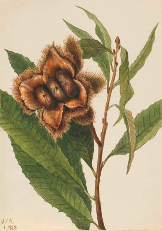 Mary Vaux Walcott Amerikanische Kastanie Kunstkopie, aufgeplatzte Fruchthülle mit drei braunen Kastanien am belaubten Zweig