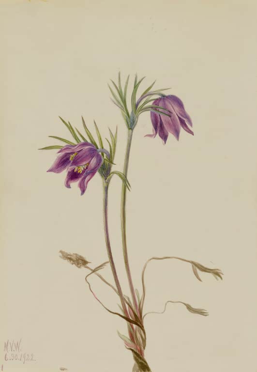 Mary Vaux Walcott Amerikanische Küchenschelle Kunstkopie, nickende violette Blüten an langen Stielen