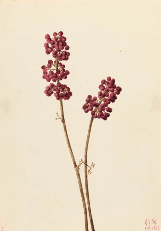 Mary Vaux Walcott Amerikanische Schönfrucht Kunstkopie, zwei schlanke Triebe mit dichten Büscheln purpurroter Beeren