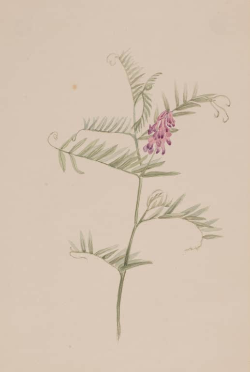 Mary Vaux Walcott Amerikanische Wicke Kunstkopie, violette Wickenblüten an schlankem Stängel mit gefiederten Blättern
