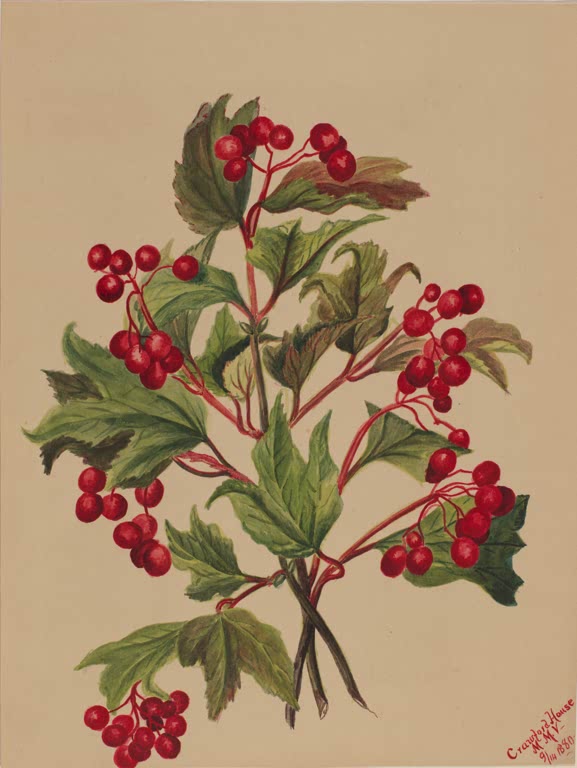 Mary Vaux Walcott Amerikanischer Schneeball Kunstkopie, Zweig mit leuchtend roten Beeren zwischen gelappten grünen Blättern
