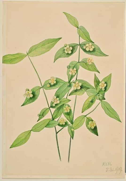 Mary Vaux Walcott Amerikanischer Spindelstrauch Kunstkopie, Zweige mit hellgrünen Blättern und kleinen blassgelben Blüten