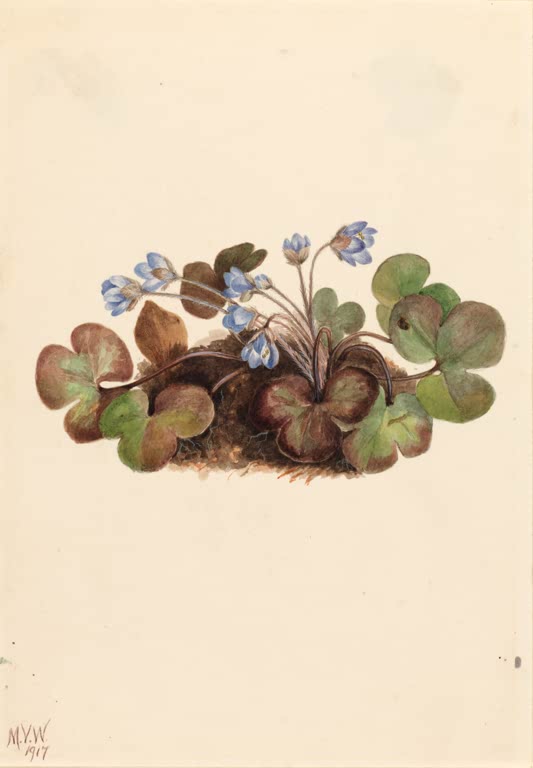 Mary Vaux Walcott Amerikanisches Leberblümchen Kunstkopie, blauviolette Leberblümchen über dreilappigen Blättern