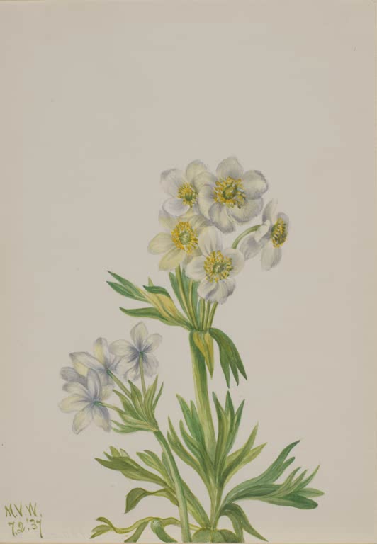Mary Vaux Walcott Anemone Kunstkopie, weiße Blüten mit gelben Staubgefäßen über fein zerteiltem grünem Laub
