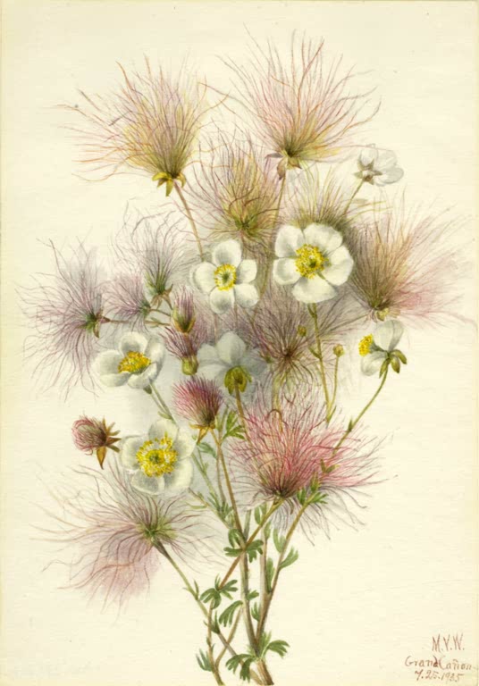 Mary Vaux Walcott Apachenfeder Kunstkopie, weiße Blüten und rosa Federschweife im dichten Strauß