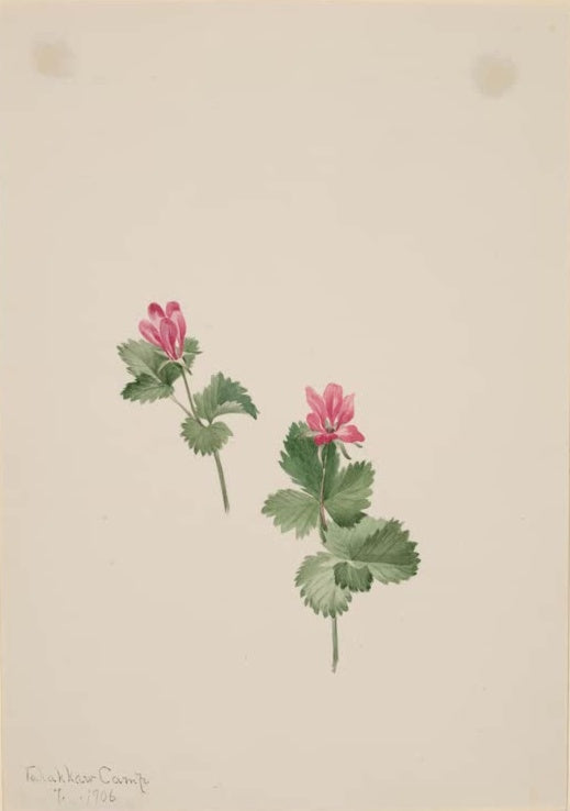 Mary Vaux Walcott Arktische Himbeere Kunstkopie, zwei Triebe mit rosaroten Blüten und gezähnten dreiteiligen Blättern