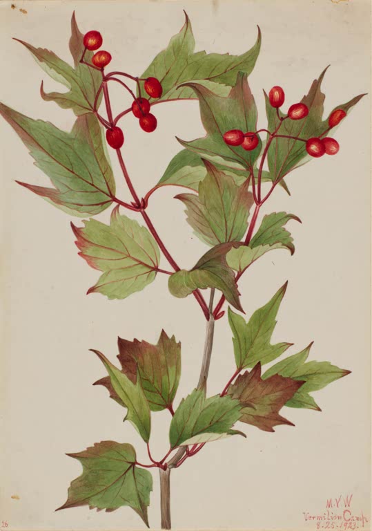 Mary Vaux Walcott Armblütiger Schneeball Kunstkopie, Zweig mit länglichen roten Beeren und gelappten grünbraunen Blättern