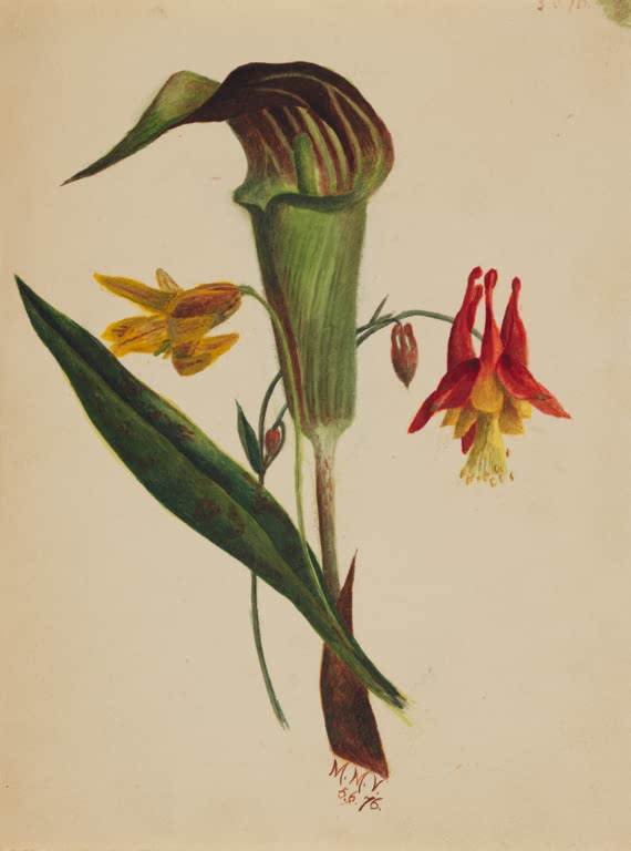 Mary Vaux Walcott Aronstab mit Akelei und gelber Blüte Kunstkopie, gestreifte Blütentüte, rote Akelei und gelbe Blüte
