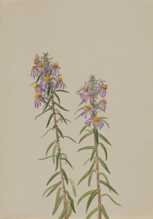 Mary Vaux Walcott Aster Kunstkopie, zwei aufrechte Stängel mit violetten Strahlenblüten und schmalen Blättern