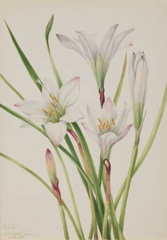 Mary Vaux Walcott Atamasco-Lilie Kunstkopie, weiße Lilienblüten mit gelben Staubbeuteln