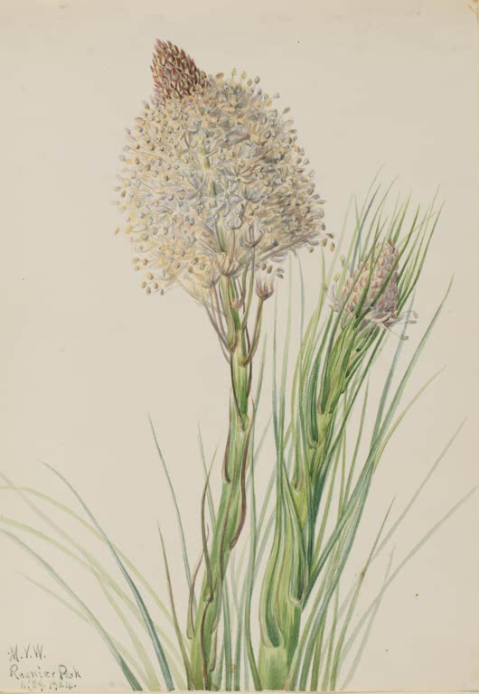 Mary Vaux Walcott Bärengras Kunstkopie, kugeliger cremegelber Blütenstand über Grasblättern